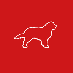 Wild Dog Design